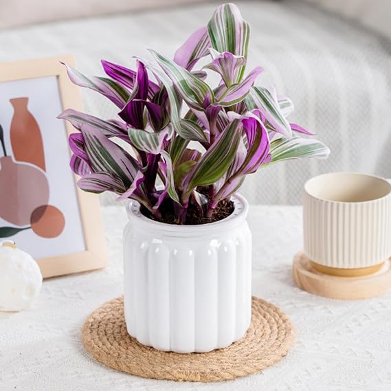 Elegant Translucent Hydroponic Plant Pots Garden Planter with Efficient Control Suitable for Succulents Bonsais