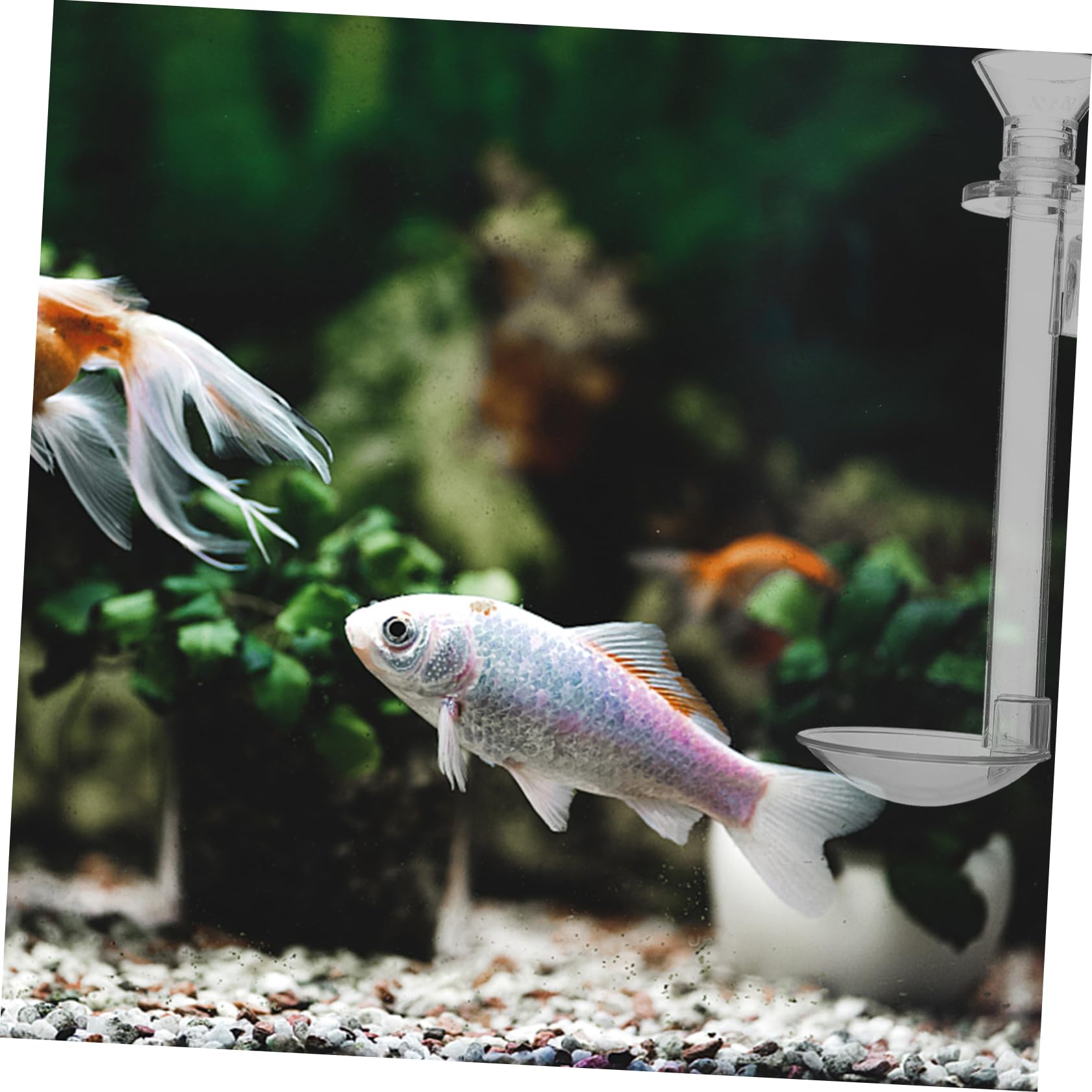 HANABASS 5sätze -fischfütterungsrohr Und Garnelenfütterungsring Für Präzises Füttern Im Aquarium Transparent Rohrbürste Und Futterring