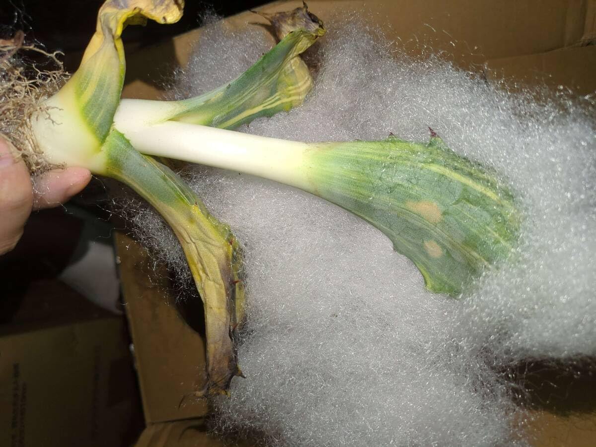 Amazon.co.jp: 訳ありアガベ フェロックス錦 6株 多肉植物 : ホーム