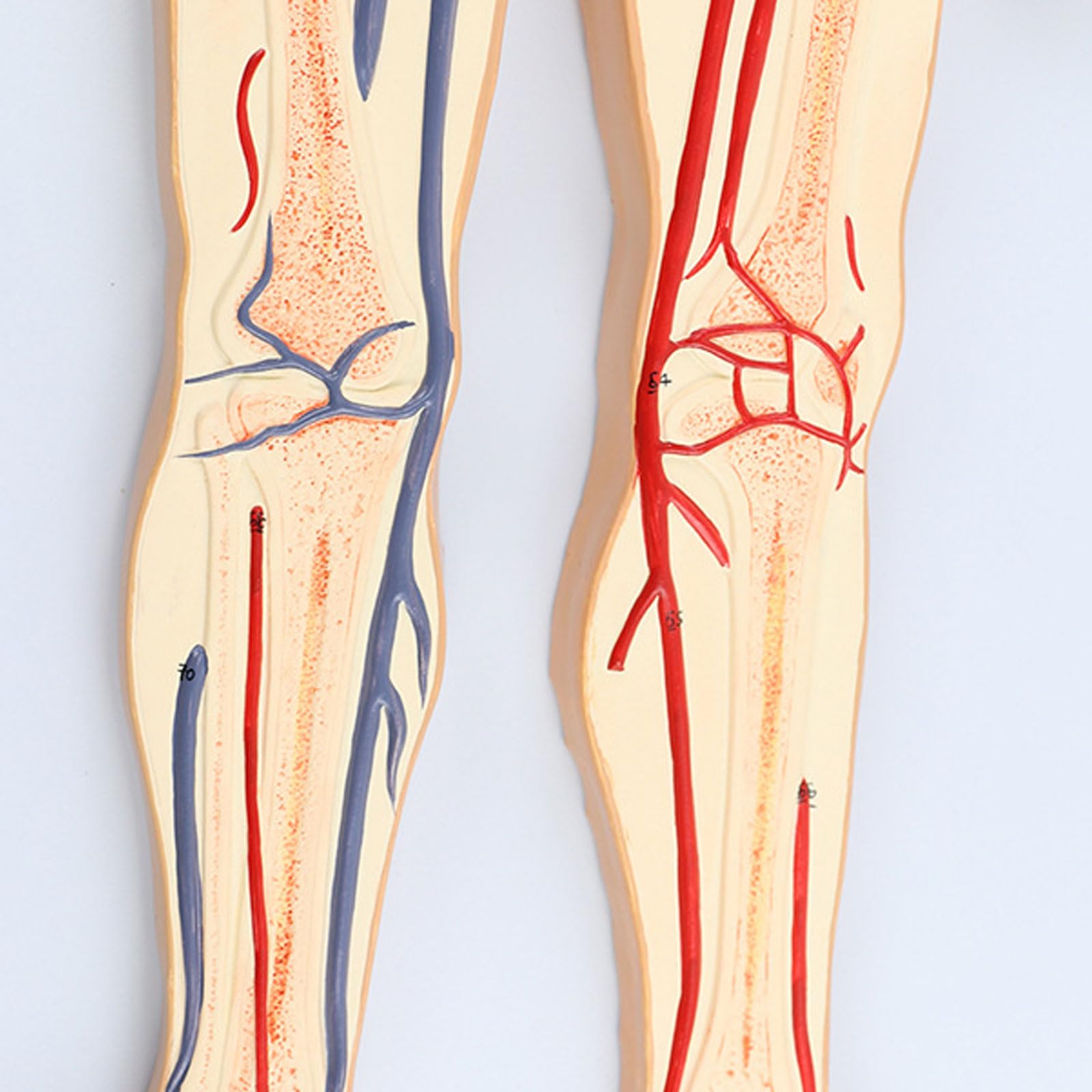 Amazon.co.jp: JUJNE 人間の血液の循環システム モデル 内臓の心臓の