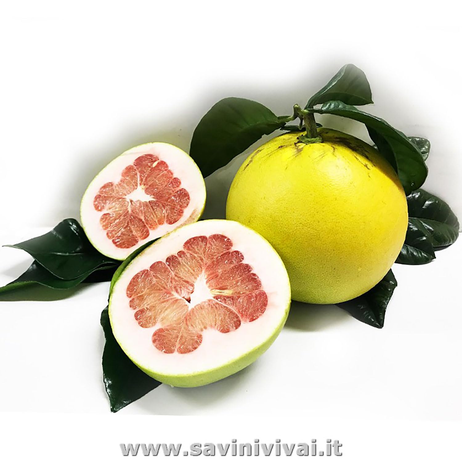 Oranger Washington Navel - Pot 20cm, Hauteur 70cm - 2-3 Ans - Fruits Doux Sans Pépins