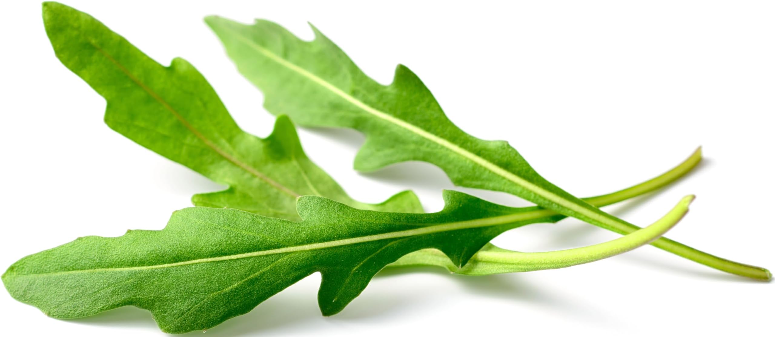 500 Roquette Arugula Seeds for Planting - Heirloom Non-GMO Lettuce Seeds for Planting Indoor or Outdoor Home Garden - Rocket, Rugula, Rucola - Eruca Vesicaria Subsp. Sativa by RDR Seeds