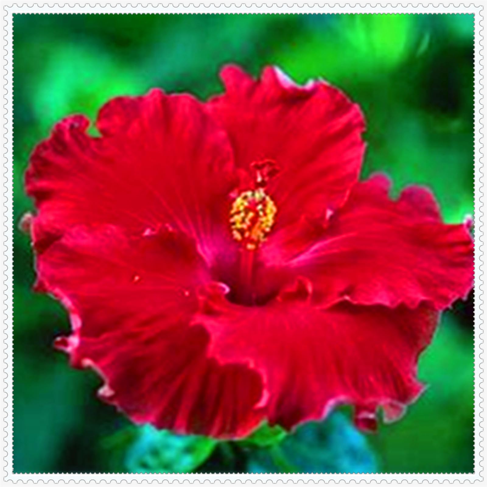 Perennial, Brilliant Hibiscus Bulbs,for Stunning Garden Displays-1 Bulb-A