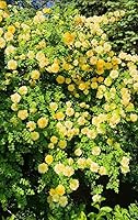 BULBORIUM 100PCS Rare Yellow Climbing Rose Seeds - Non-GMO Heirloom for Trellises, Arbors & Fences