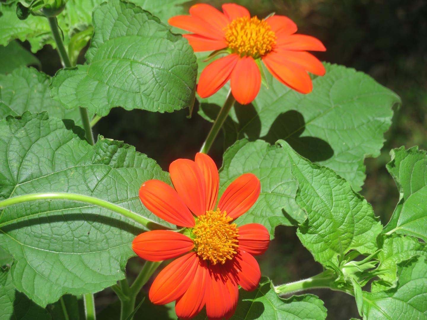 1/mo Finance Sweet Yards Seed Co. Mexican Sunflower Seeds Extra