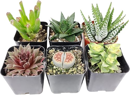 Miniatura 4 de Paquete de suculentas de interior  Juego de 246810243648 las mejores plantas suculentas (10 suculentas)