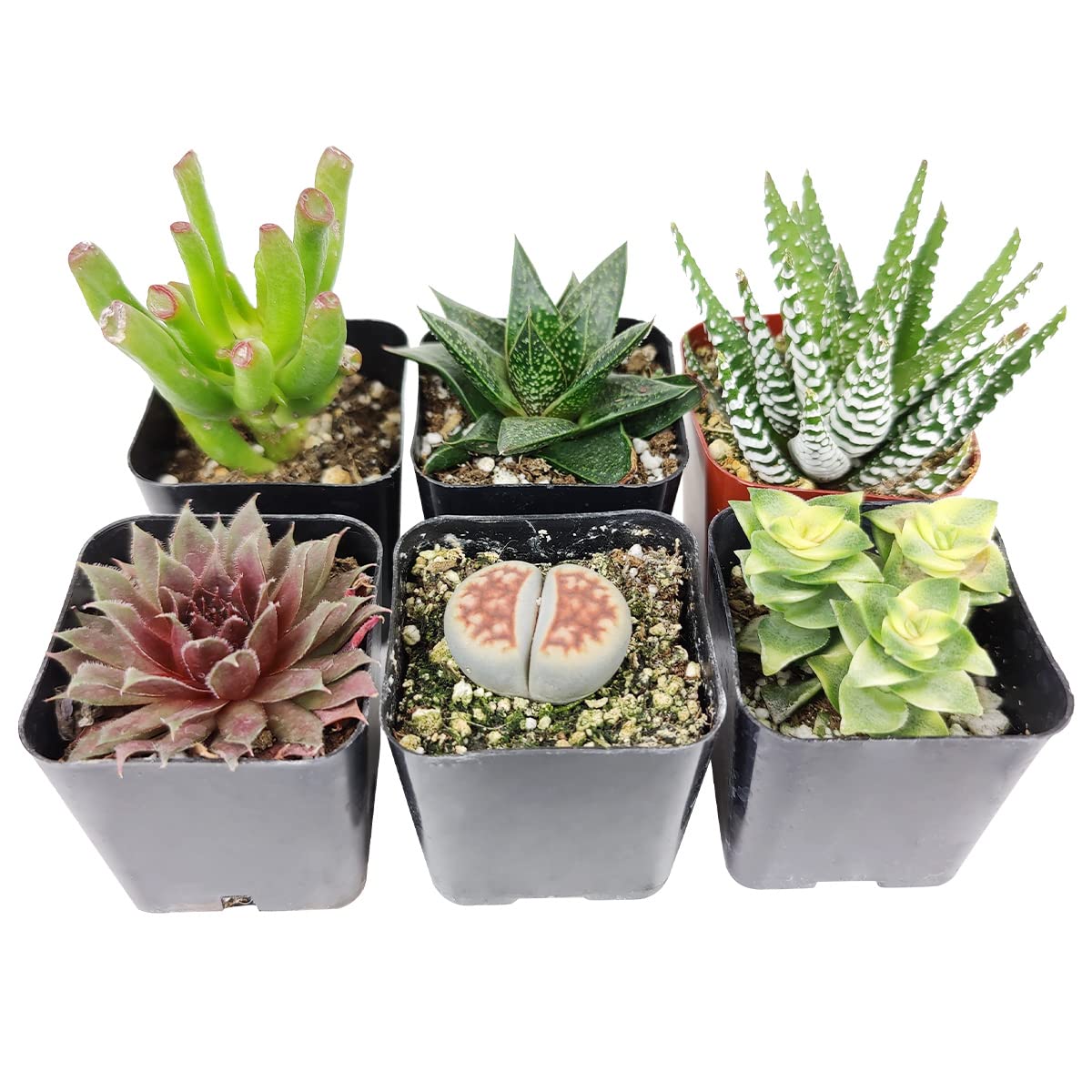 Succulents SucculentsII 2冊セット Succulents SucculentsII 2冊セット Succulents SucculentsII 2