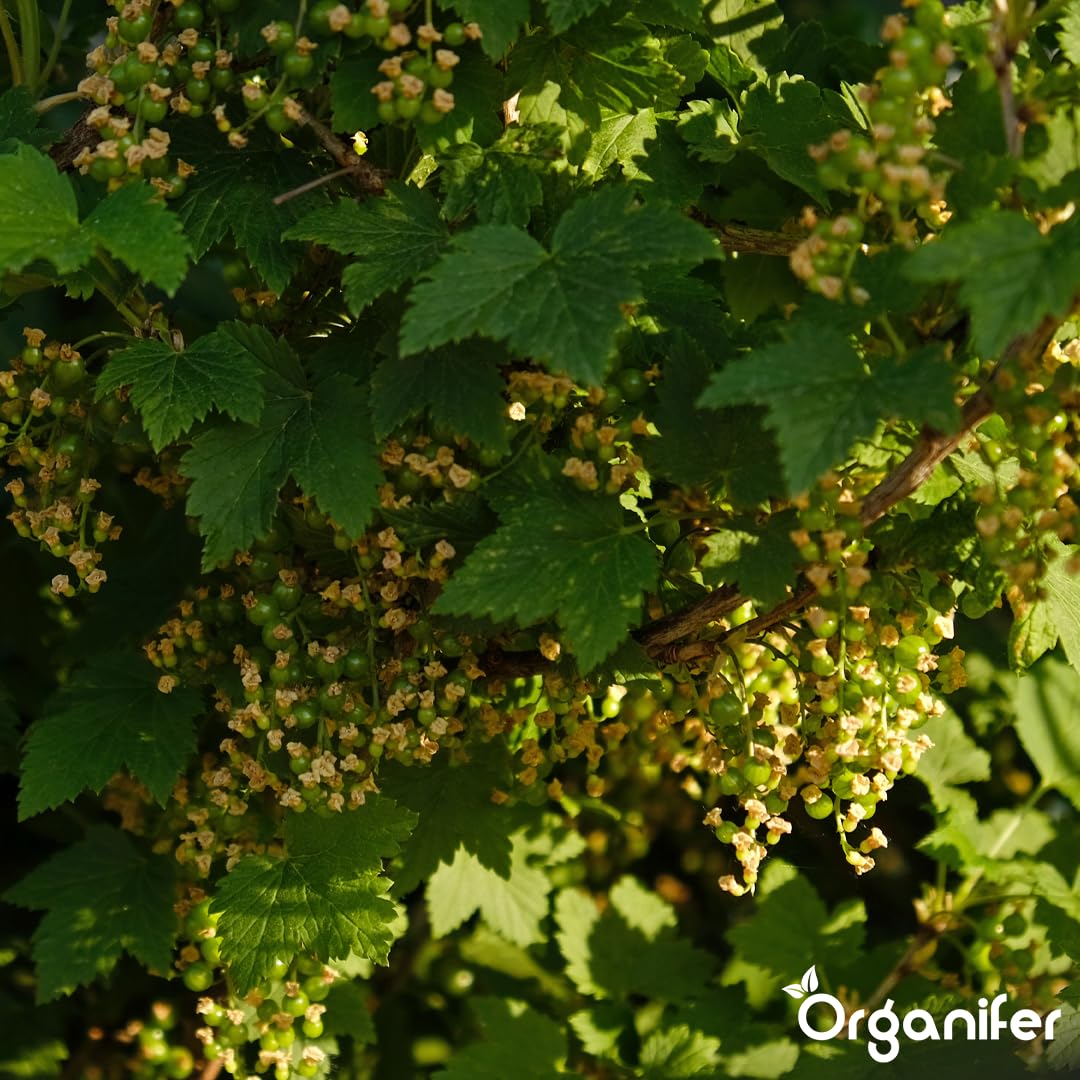 Fertilizante Líquido Para Vid - 4x1L - NPK 2-1-8 | Abono Para Hojas Saludables Y Crecimiento Fuerte - Refuerza Raíces Y Vitalidad - Organifer