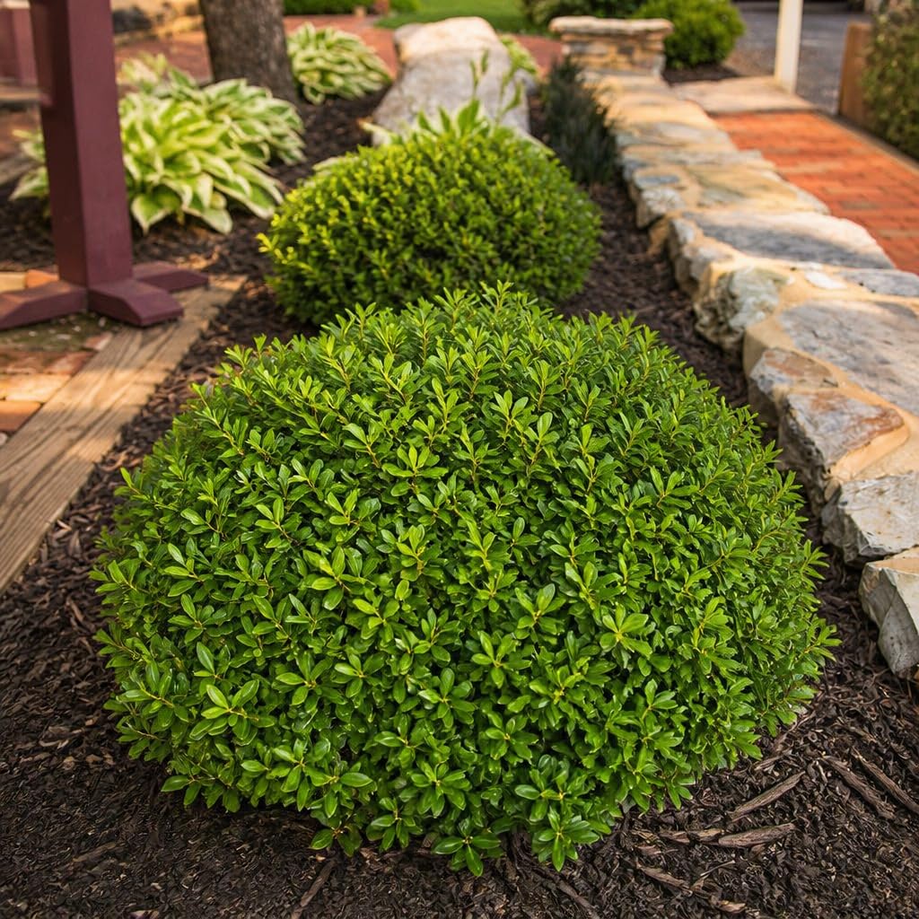 Amazon.com : Soft Touch Compact Japanese Holly | 3 Live Plants