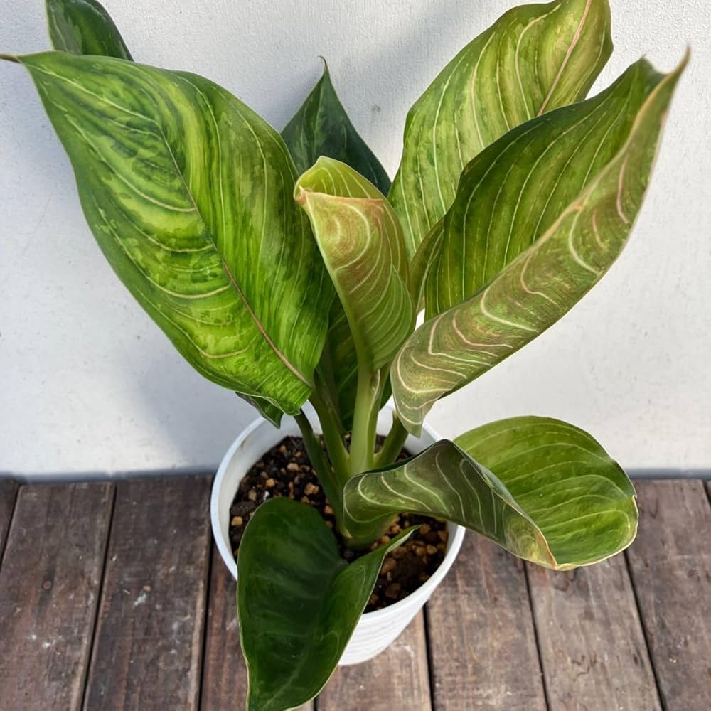 Amazon.co.jp: アグラオネマ 2種セット レッドアーミー、ビック