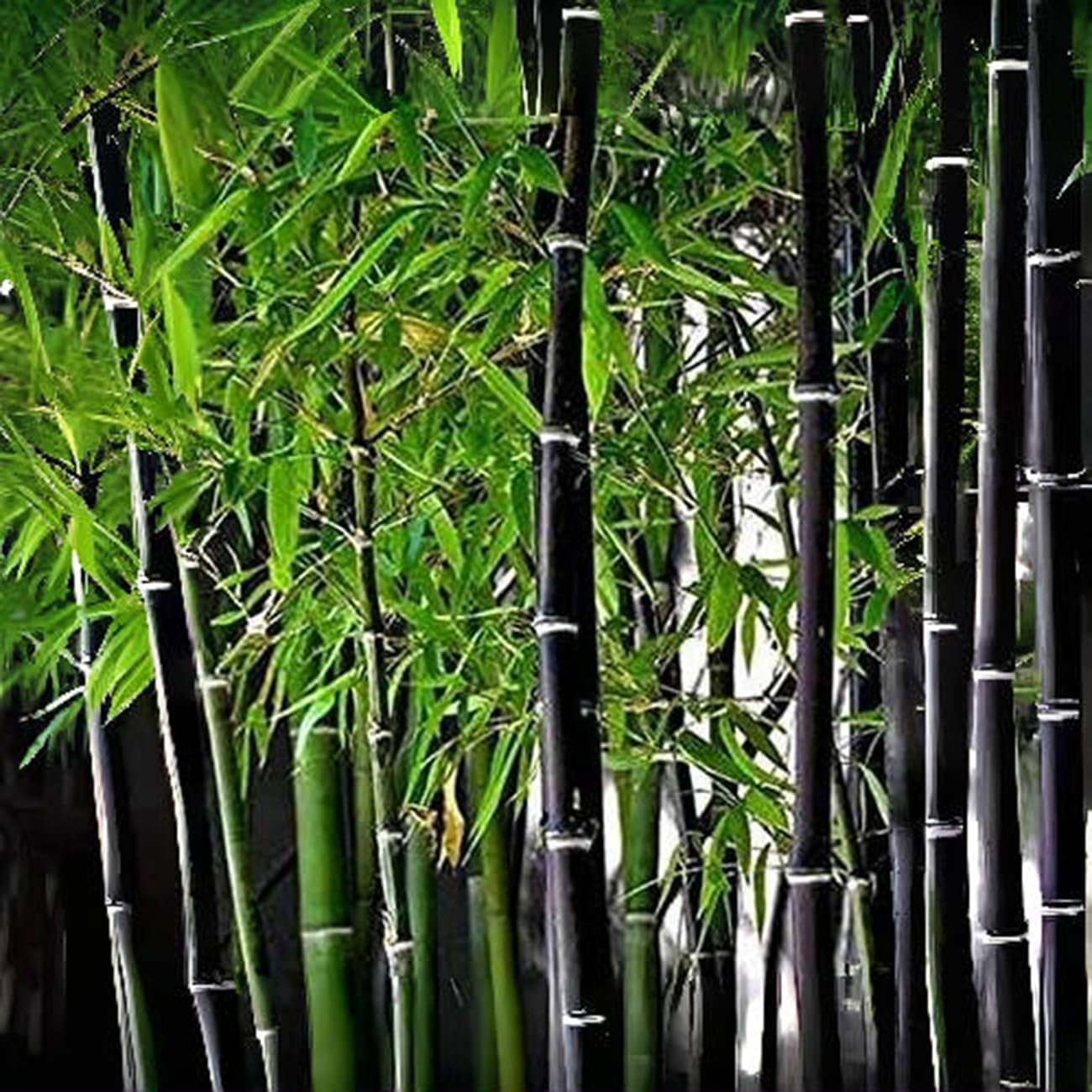 Amazon.com : 300+ PCS Purple Black Bamboo Seeds for Planting