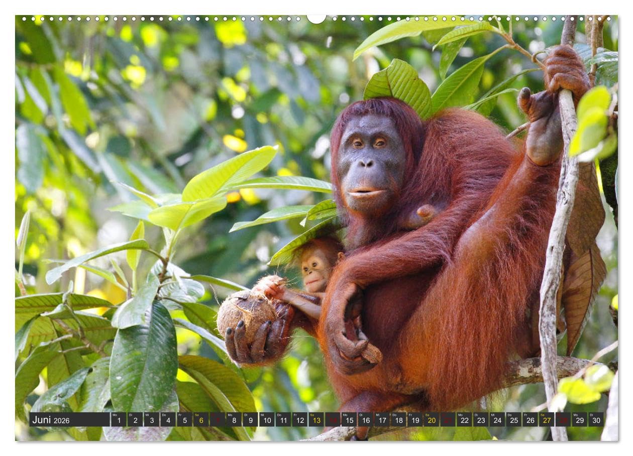Waldmenschen - Orang Utans auf Borneo (hochwertiger Premium Wandkalender 2026 DIN A2 quer), Kunstdruck in Hochglanz: Orang Utans - Begegnungen auf Borneo (CALVENDO Tiere)