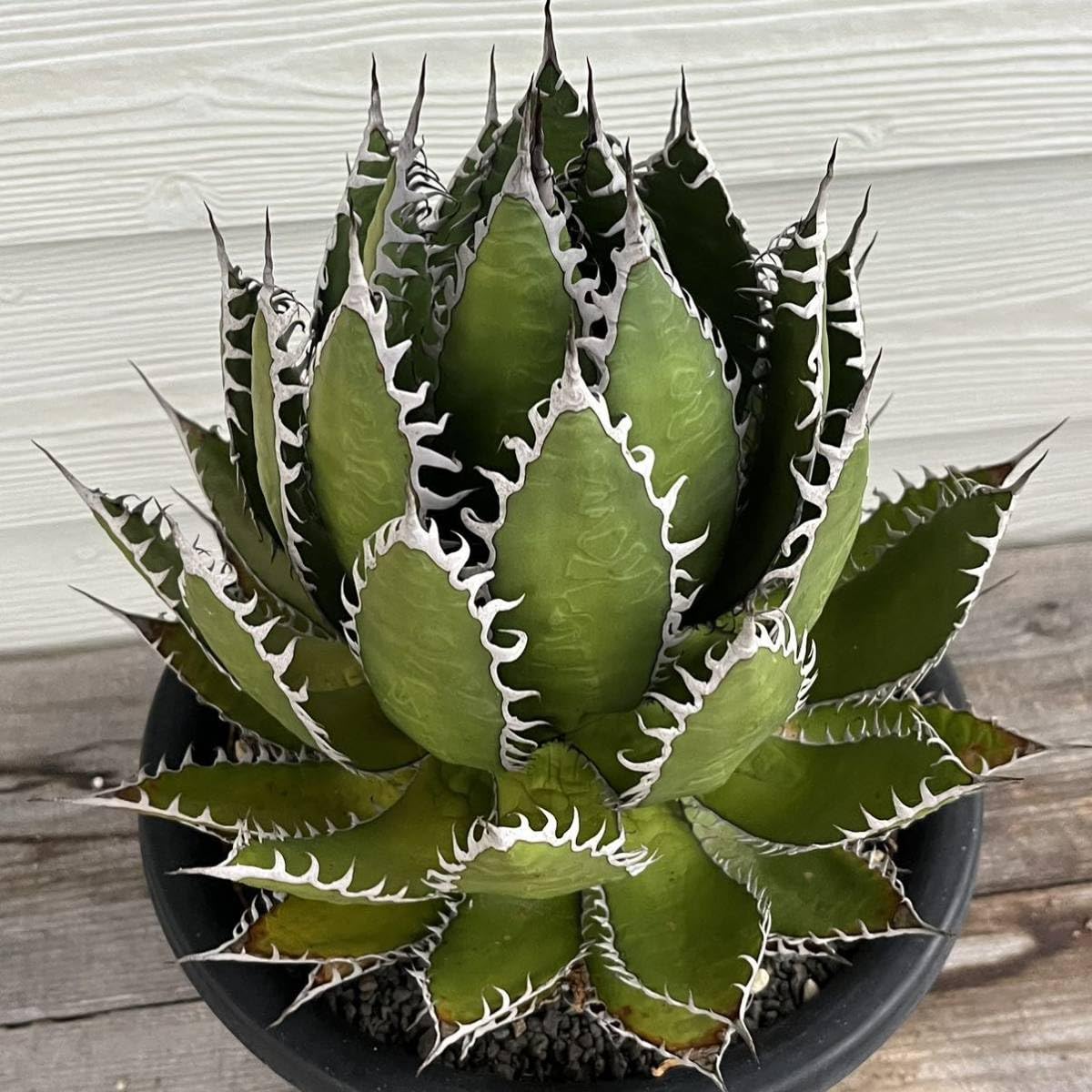 アガベ US株 ホリダ 陽炎 大株 発根済 鉢ごと発送　チタノタ　オテロイ アガベ US株 ホリダ 陽炎 大株 発根済 鉢ごと発送 チタノタ オテロイ