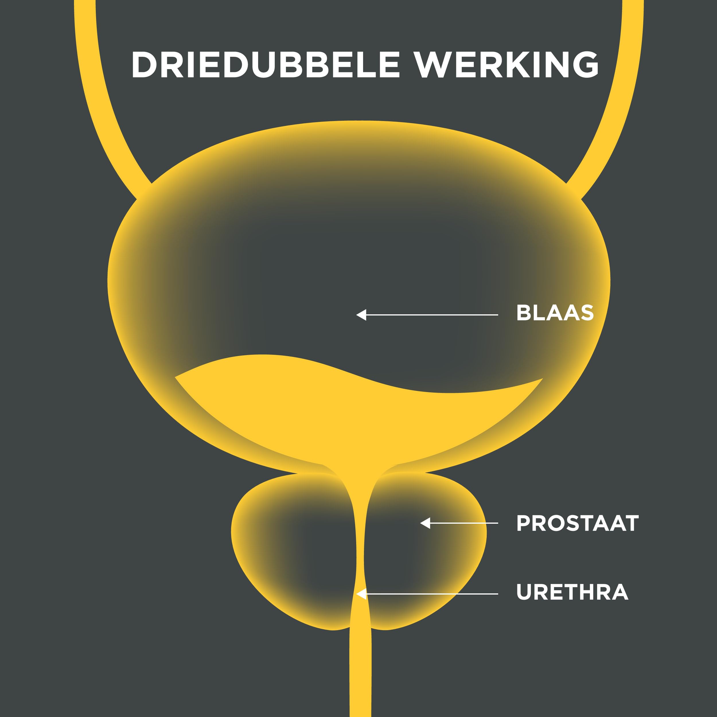 Innovation für gesunde Prostata Leistungsstarke flüssige Formel mit dreifacher Wirkung. Cucurbita pepo, Serenoa repens, Flowens®. 1 Kappen/Tag (20 Portionen)