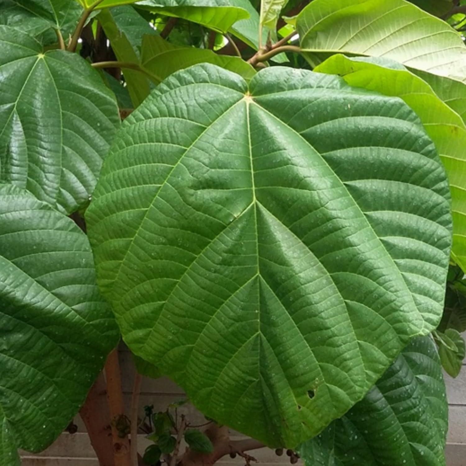 See full amazon price history chart for Hug A Plant | Thanal Athi/Elephant Ear Fig/Shade Fig Live Plant (Home & Garden) Live Plant (Home & Garden) Hug A Plant | Thanal Athi/Elephant Ear Fig/Shade Fig Live Plant (Home & Garden) Live Plant (Home & Garden) (B0CQLLSK55) Amazon Price History, Amazon Price Tracker