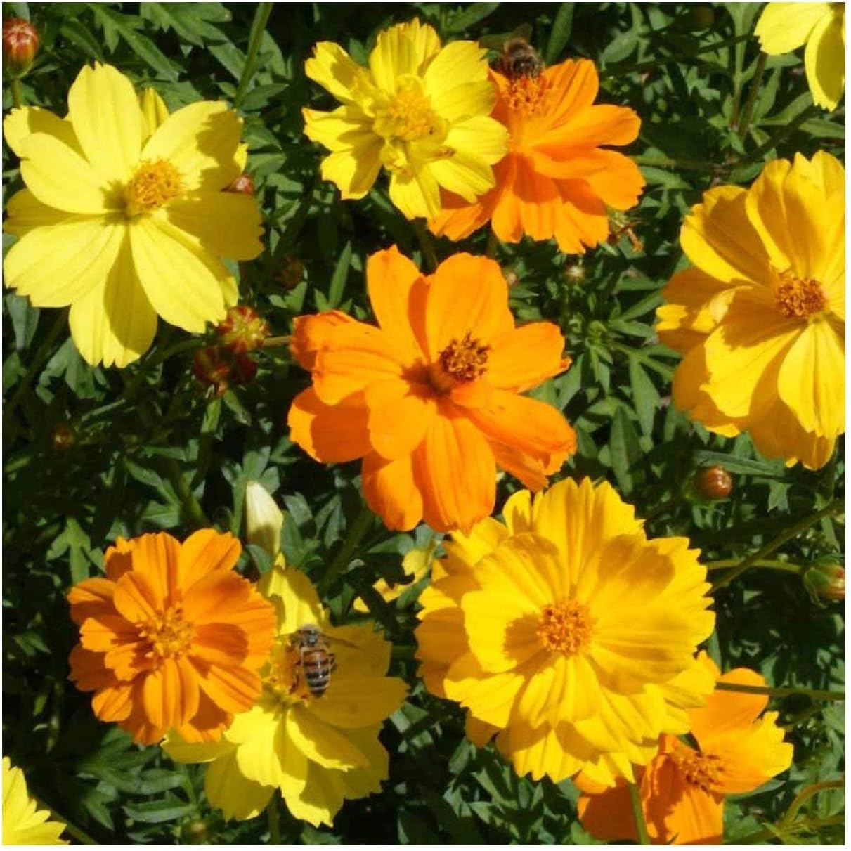 Everwilde Farms - 1 Lb Dwarf Mixed Cosmos Wildflower Seeds - Gold Vault