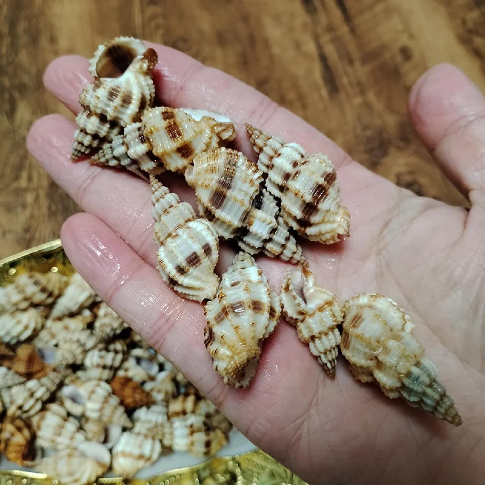 Conchiglie per decorazione, 10 pezzi, 3 cm-5 cm, forma affusolata, turritella, conchiglie, conchiglie per collezionisti, decorazioni per matrimoni, feste a tema spiaggia, artigianato