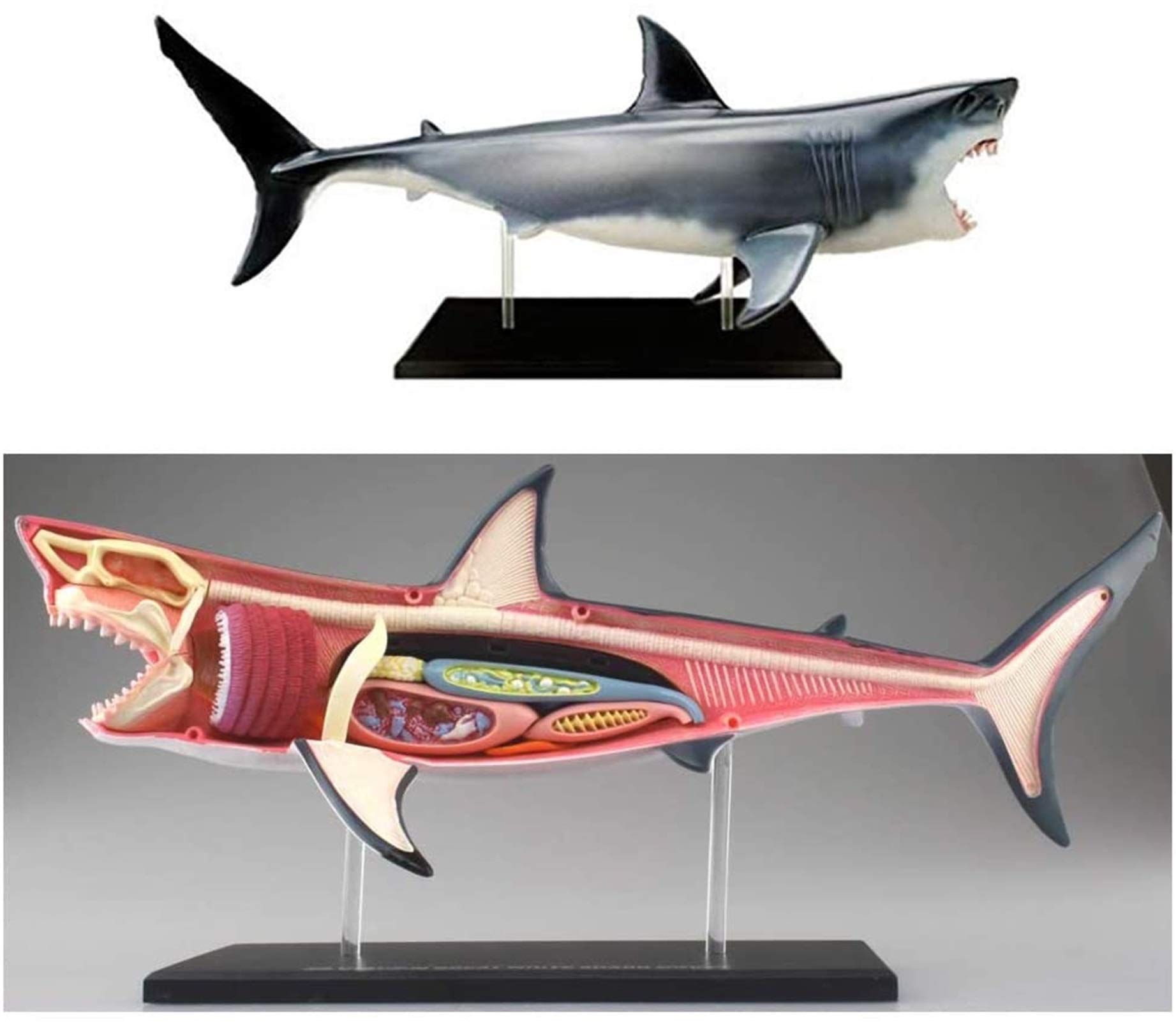 Modell Medizinisches Lehrmodell Haifisch Anatomie-Modell - Tieranatomyisches Modell - 20 abnehmbare Organe und Körperteile Biologie Unterrichtsmodell - für Studienanzeige Lehre