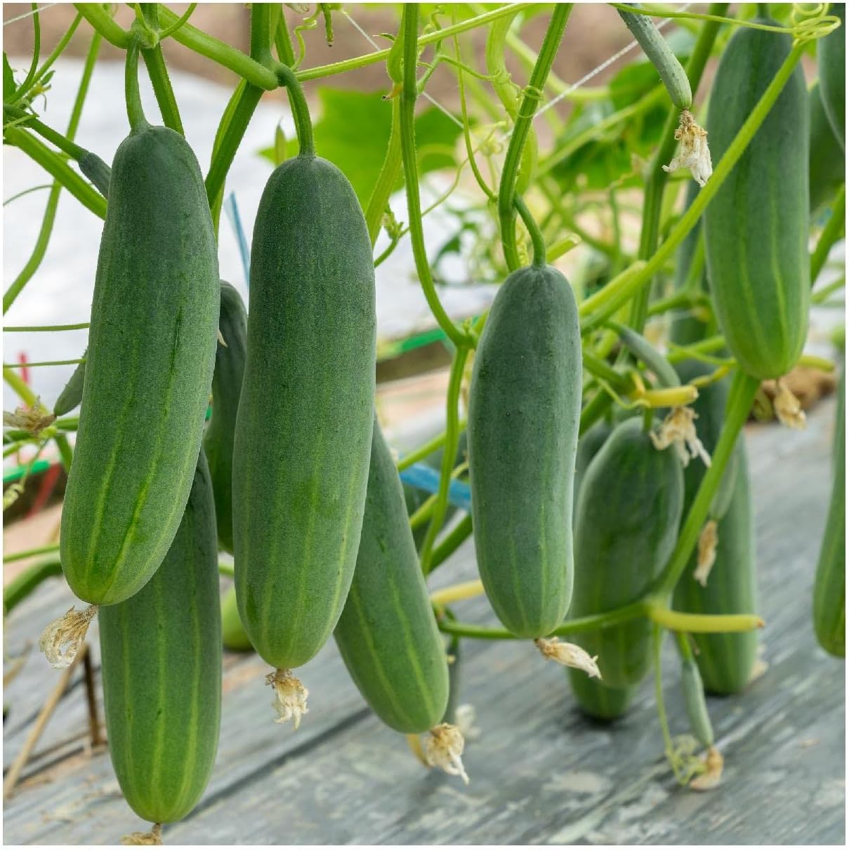 Everwilde Farms - 1 Lb Marketmore Cucumber Seeds - Gold Vault