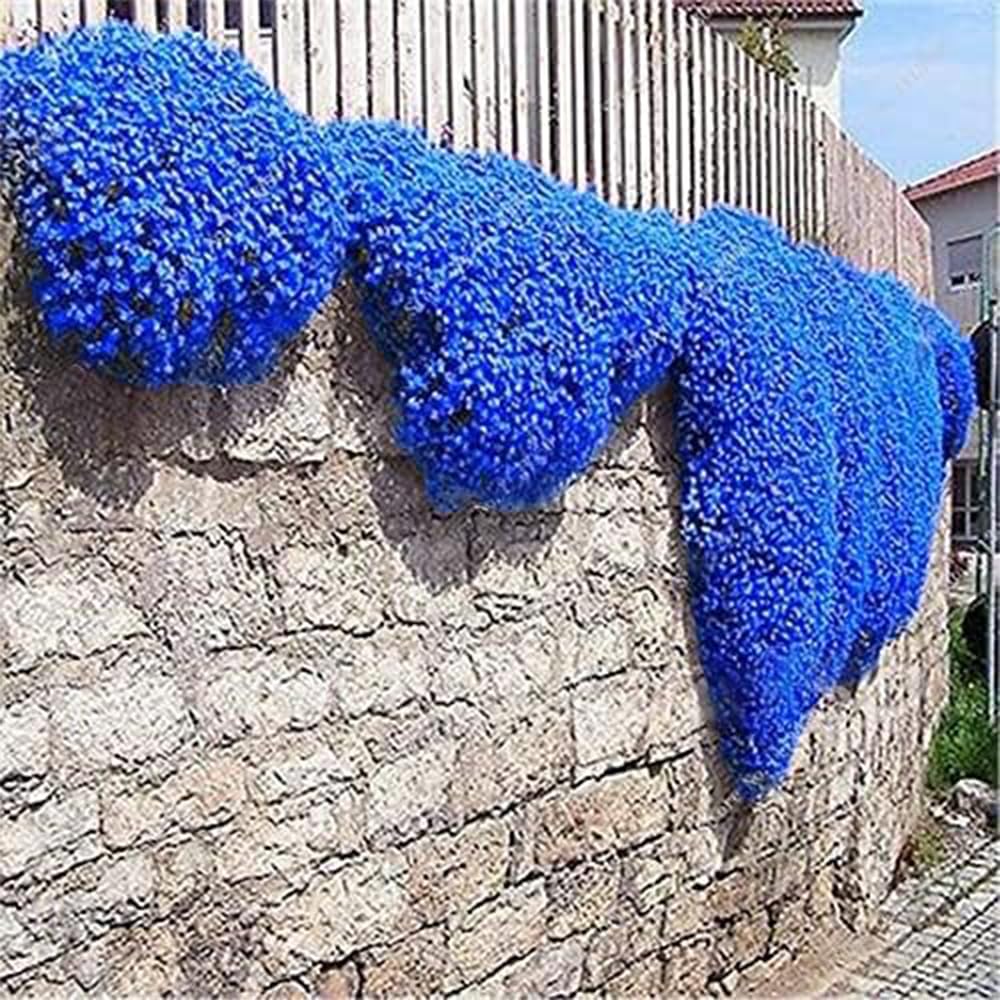 3000+ Stck Mix Kriechender Thymian Samen zum Anpflanzen, Thymus Serpyllum  Heirloom, Bodendecker Blumensamen Mehrjhrig Winterhart, Blau, Lila, Wei,  Rot, Grn, Gelb Blumen : Amazon.de: Garten