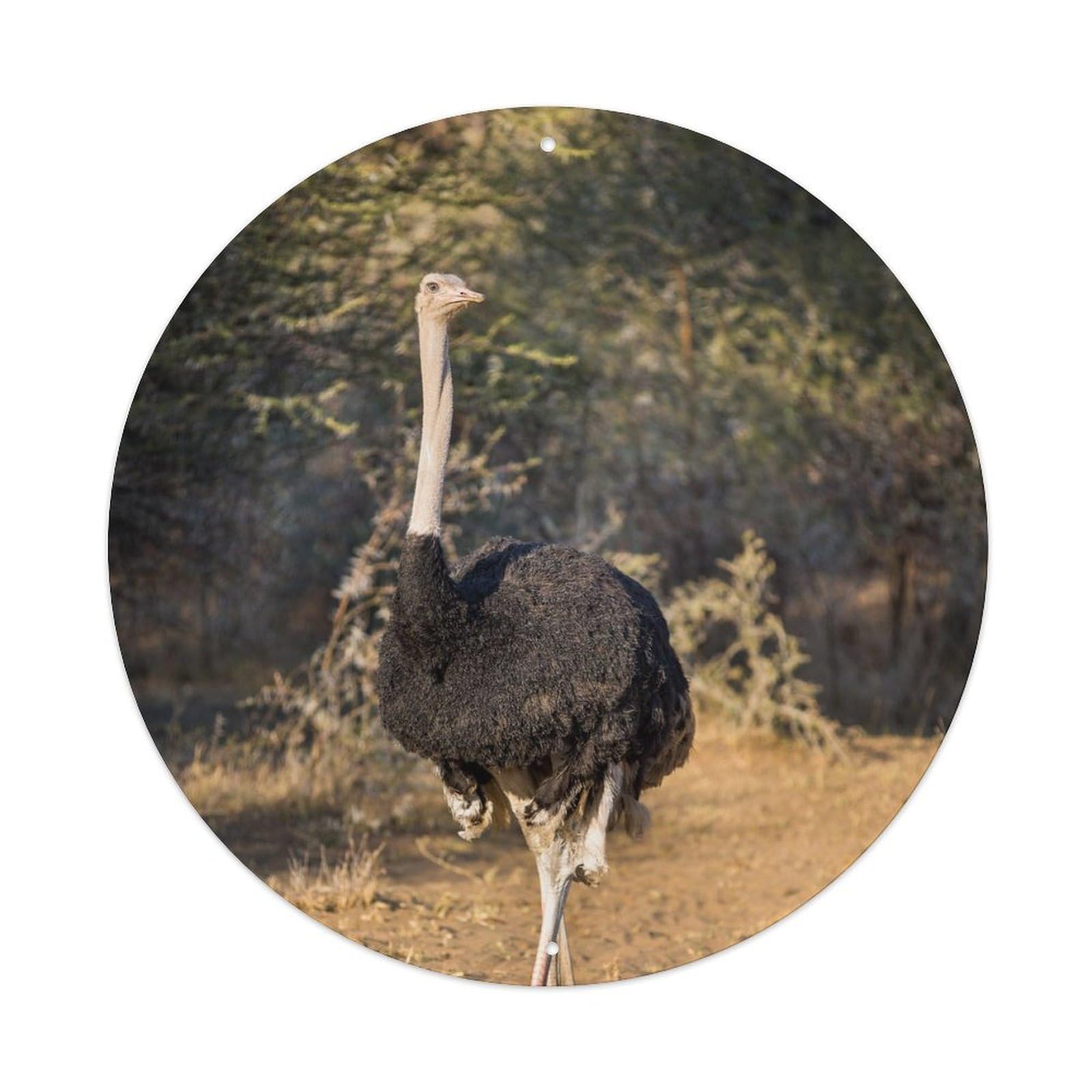 Wildlife Grey Necked Ostrich Metal Tin Sign