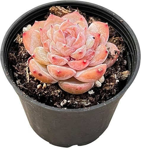 Corazón de azúcar de Echeveria 'ICY Lau i' de 2 pulgadas, plantas suculentas vivas totalmente enraizadas en macetas de cultivo, regalo único para