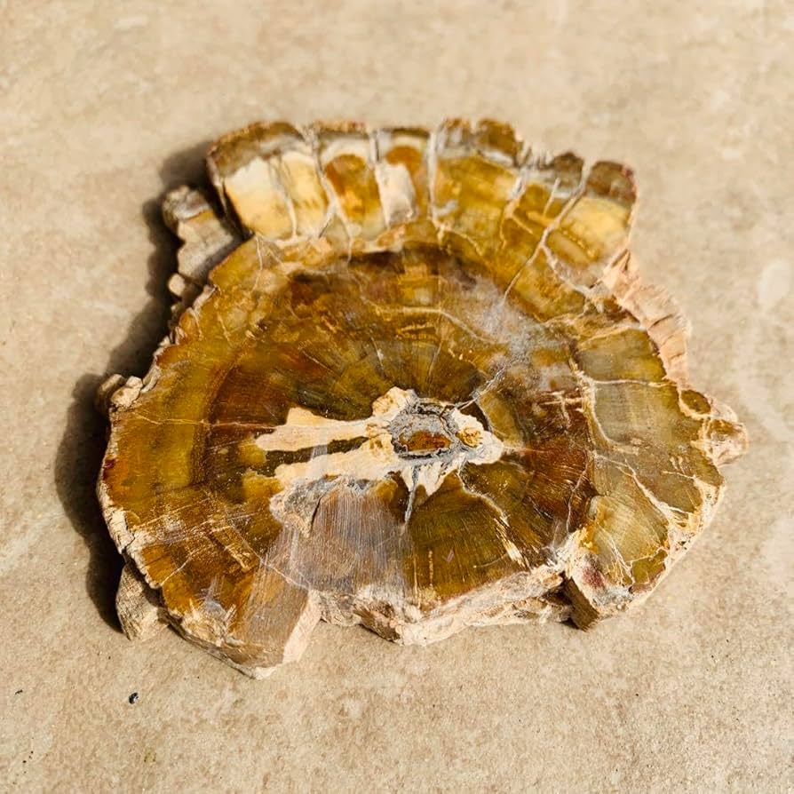 ⭐️超巨大‼︎約2億5000万年の樹木化石⭐️】茶色 ブラジル産 珪化木