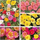11000+ Mixed Color Moss Rose Seeds for Planting -Drought Tolerant Seeds, Ideal for Outdoor Garden Ground Cover, Non-GMO High Germination