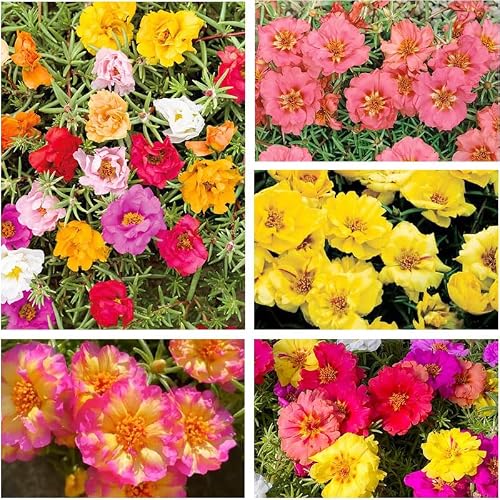 Moss Rose Seeds Mix