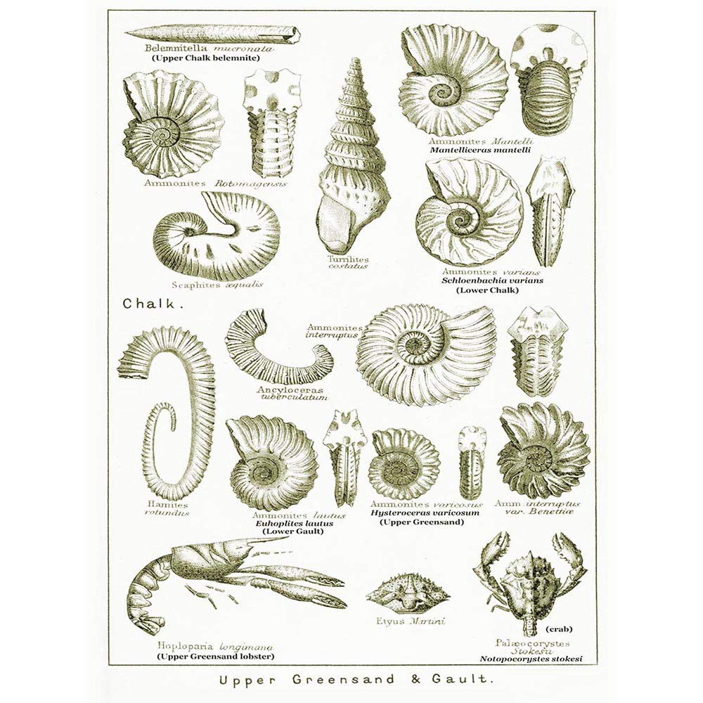 Wee Blue Coo Paintings Book Illustration Crustacean Shellfish Fossil Clay Beach Art Print Poster Wall Decor 12X16 Inch