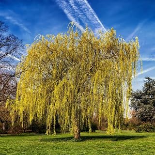 Salix Chrysocoma Weeping Willow Tree 3-4ft Supplied in a 3 Litre Pot