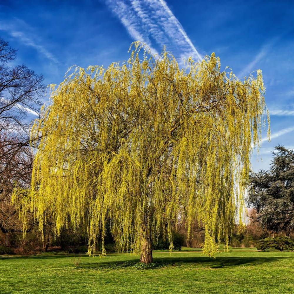 Salix Chrysocoma Weeping Willow Tree 3-4ft Supplied in a 3 Litre Pot