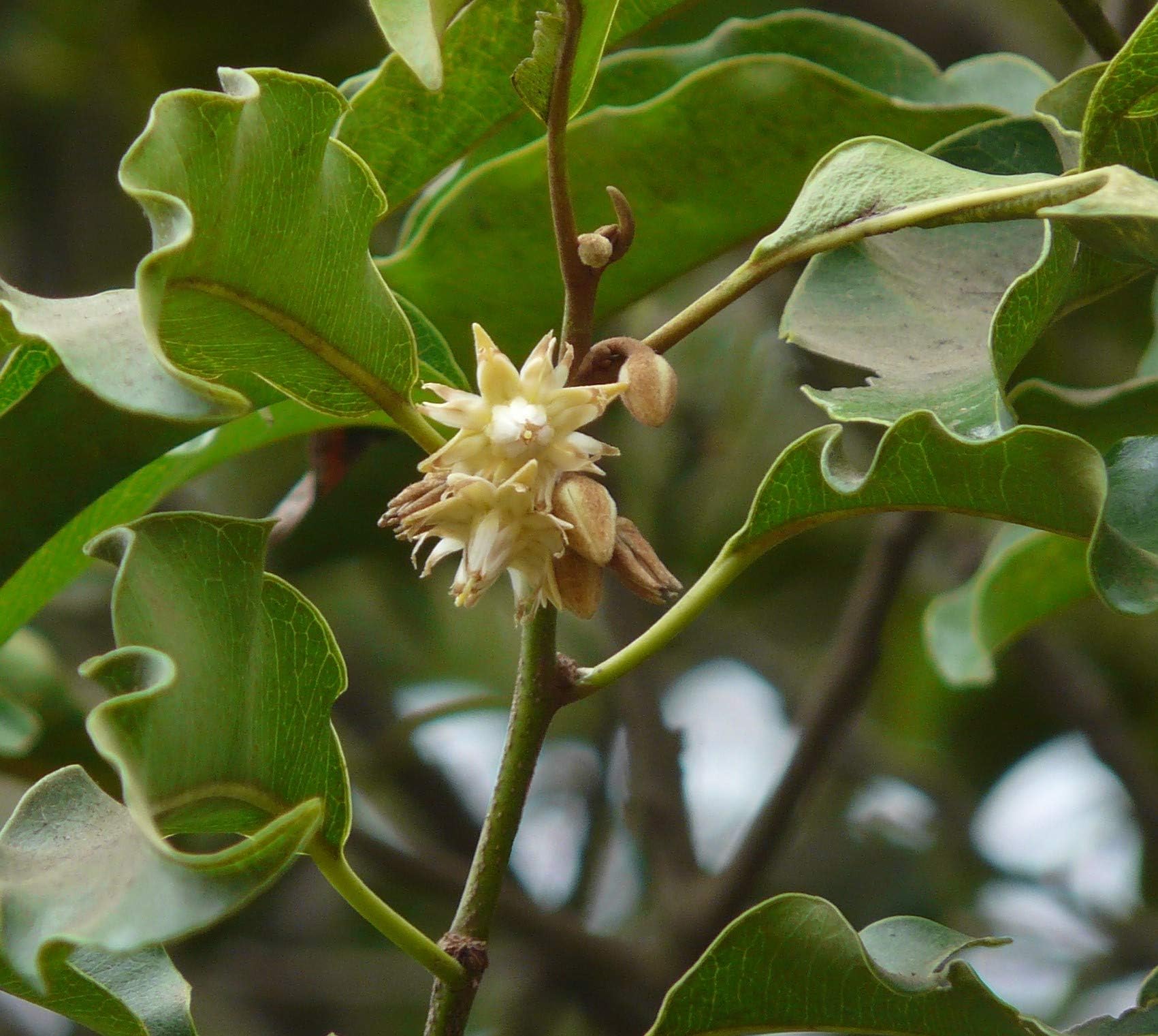 Magizham poo plant, Bakul Flower Plant Live Medicinal plant 1 Healthy Live Plant