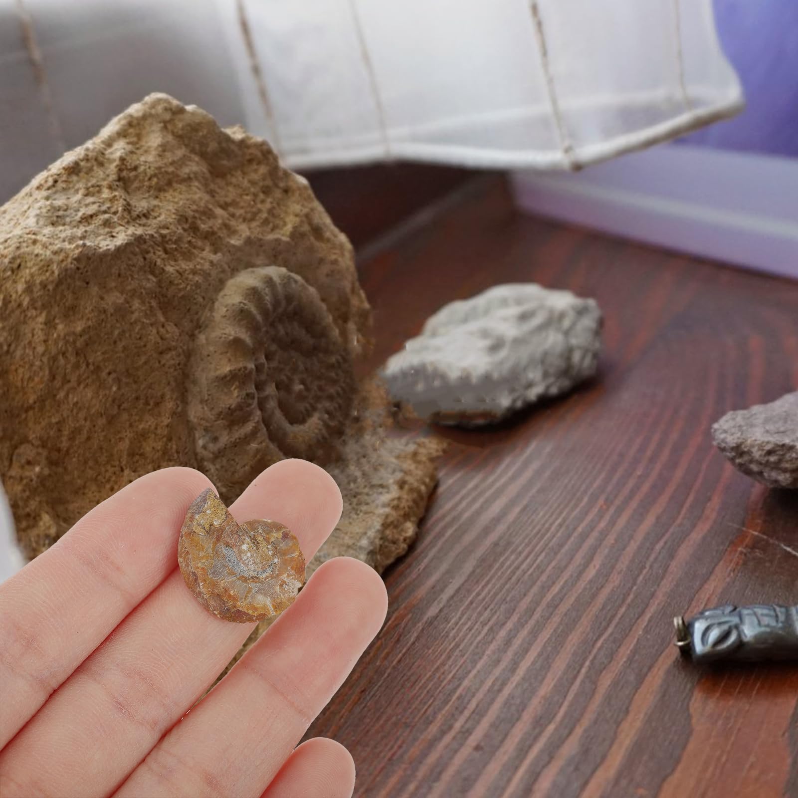 2pièces Fossiles Ammonites Modèle Décoratif Spécimens De Paléontologie Décoration De Table Et Accessoires Pédagogiques