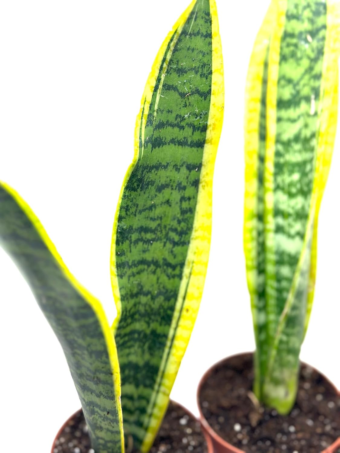 Generic Laurentii Snake Plant - Sanseveria - 3 Pack in 4-inch Pot, green