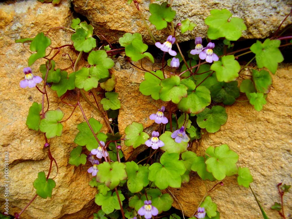 200 Kenilworth Ivy Seeds | Cymbalaria Muralis Ground Cover Seeds