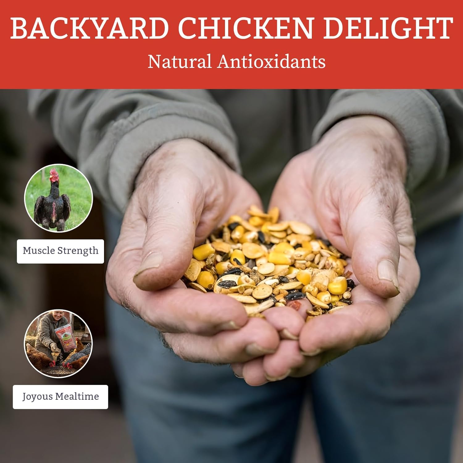 Pumpkin Spice & Everything Nice Poultry Treat for Chickens, High Protein Mealworms Blend with Pumpkin Seeds & Safflower, Food Supplement for Chicken Feed & Chicken Coop Use