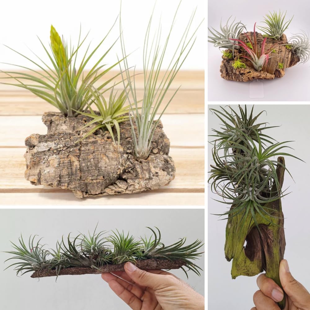 Pack 20 Mixed Ionantha Air Plants, Live Tillandsia, Bulk Airplants, Easy Care Houseplants for Indoor and Outdoor Planting