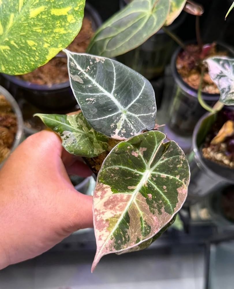 Amazon|アロカシア ブラックベルベット, ピンク斑入り観葉植物 Amazon|アロカシア ブラックベルベット, ピンク斑入り観葉植物