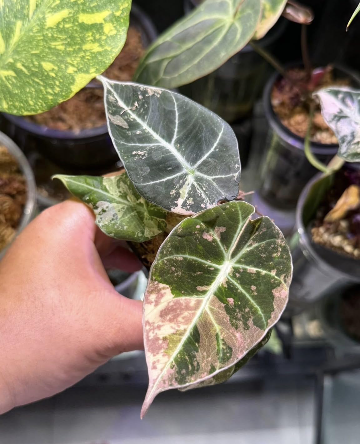 アロカシア・ノビリス・ピンク・バリエガータ 斑入り lsw311 アロカシア・ノビリス・ピンク・バリエガータ 斑入り lsw311 Alocasia