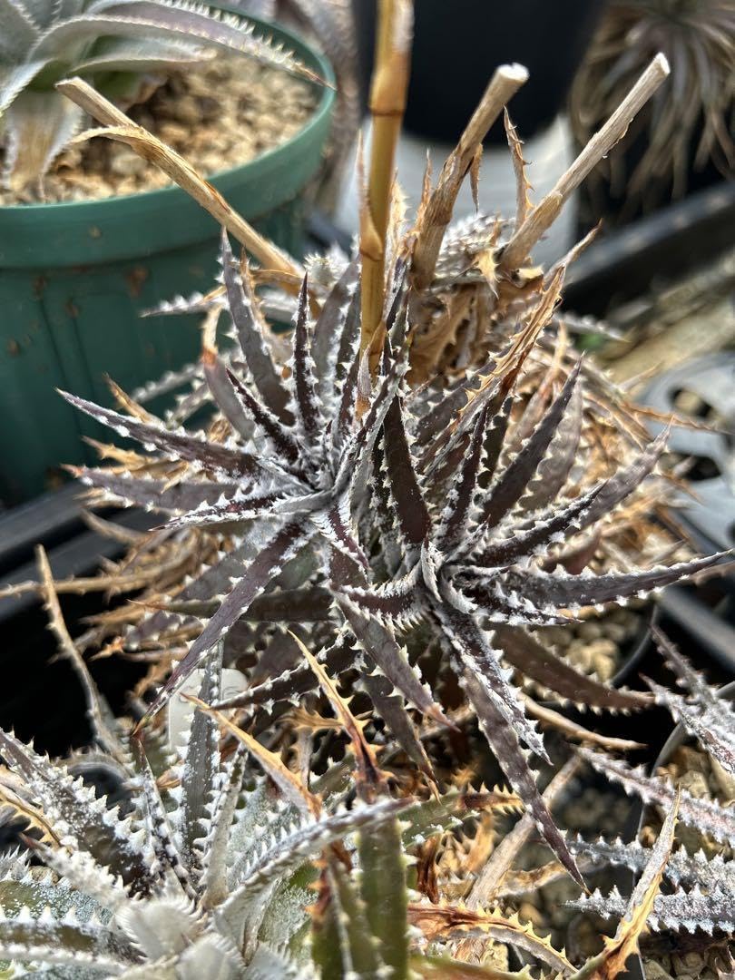 タグ付き ディッキア Dyckia tracking code GEE 【公式通販】