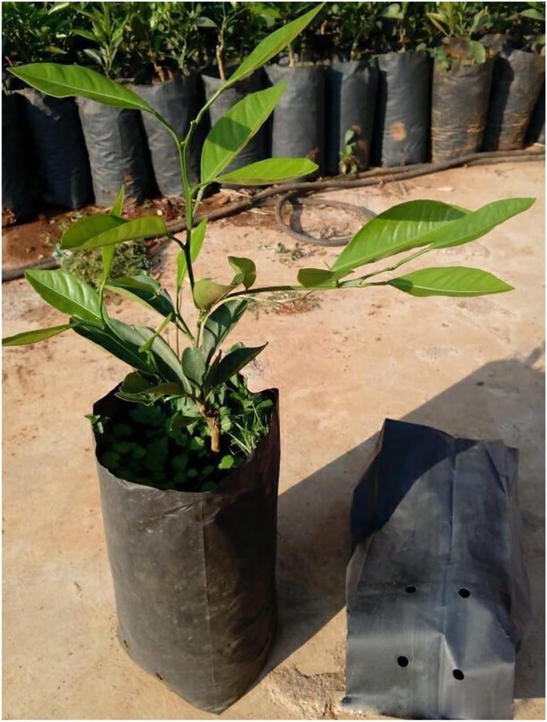 Plant Growth Bag Nursery Bags -100 PcsThicken Plant Grow Bags Seedling Pots Garden with Breathable Holes Black Planting Bags (Size : 25x30cm(DxH))