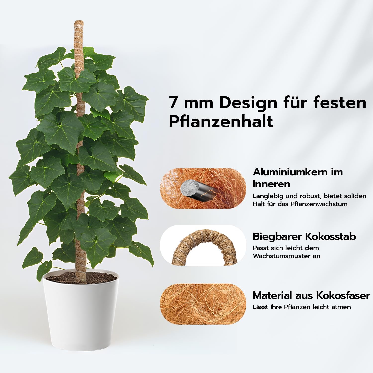 philodendron majesty kaufen Philodendron Majesty 4”
