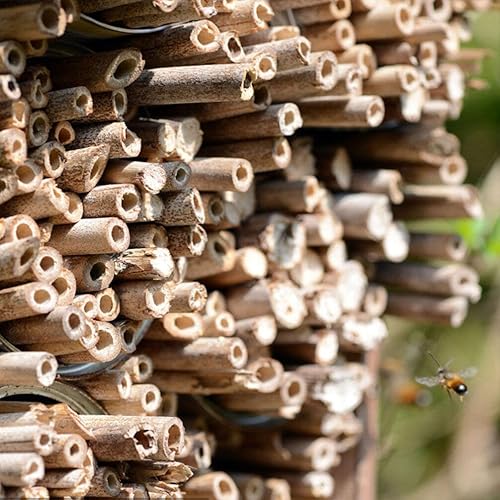 Miniatura 2 de Kichvoe 20 piezas de tubos de abeja de caña para casa de abejas, insertos de repuesto para apicultores solitarios suministros de colmena de abejas