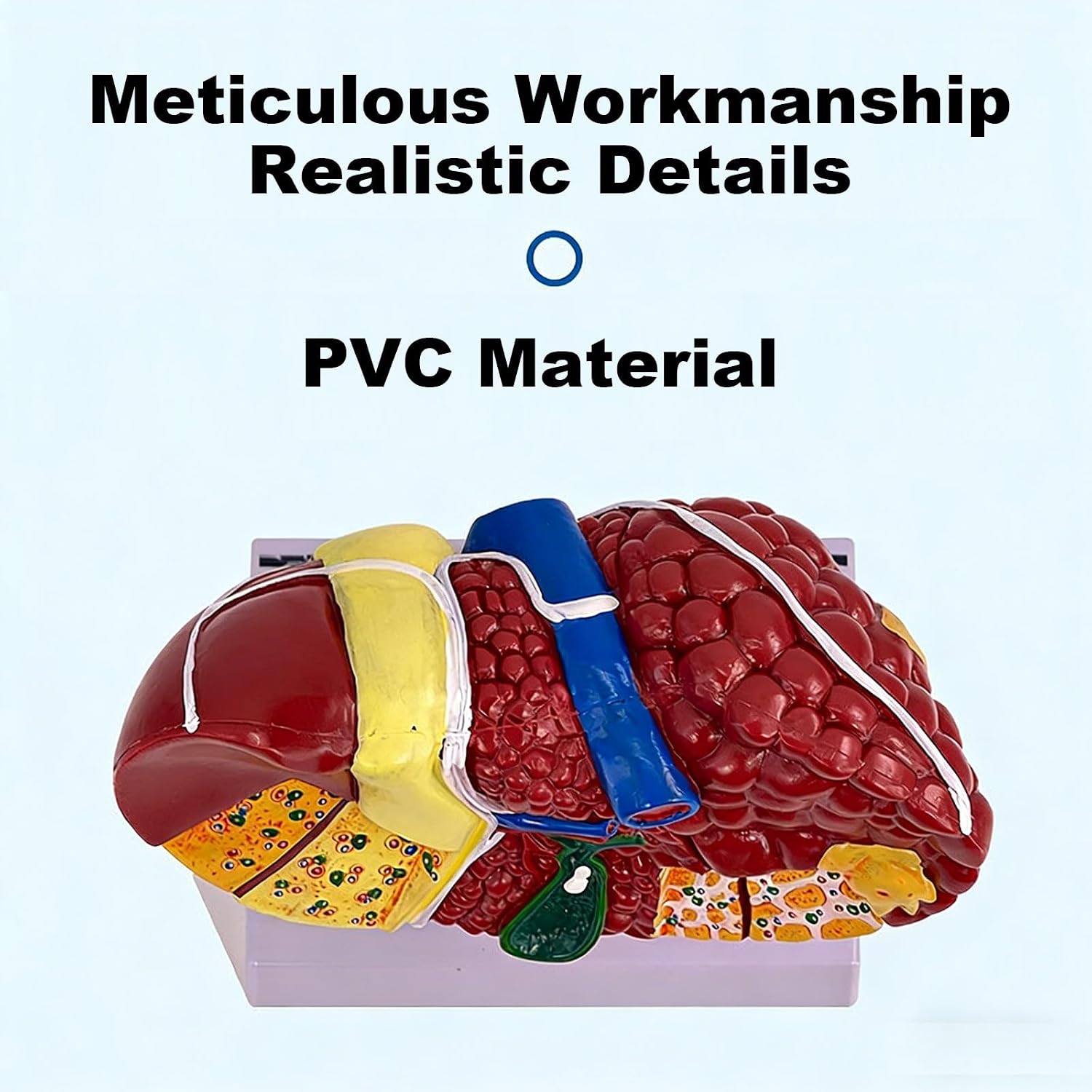 Life Size Anatomy Liver Model with Display Base, Simulated Human Liver Anatomy Model, Hilar Gallbladder Bile Duct Structure for Digestive System Organ Demonstration Teaching Aids