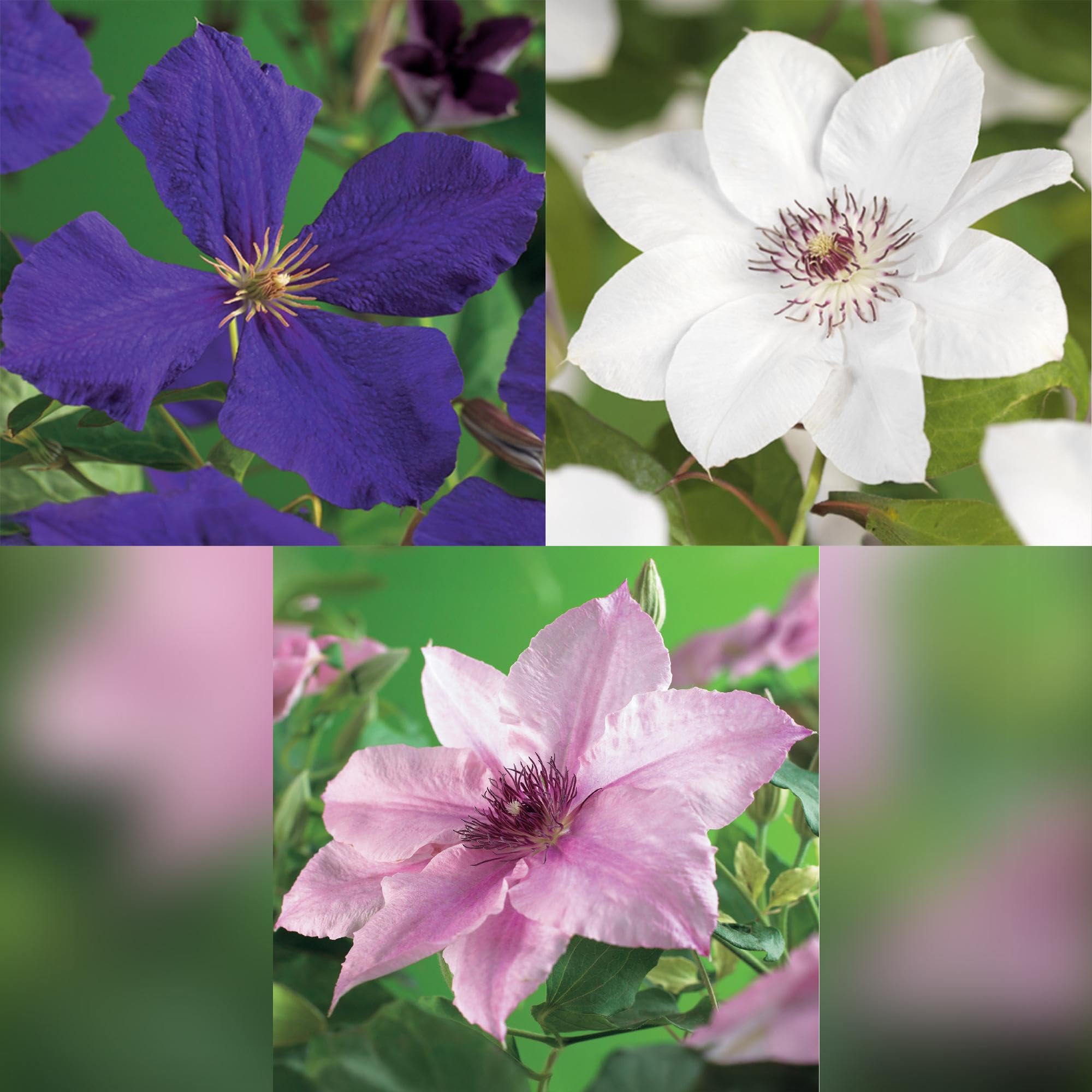 GreenboutiQ - Kletterpflanze - Clematis Tricolour - Blüte Rosa Weiß Lila - Wenig Pflege - 3 Pflanzen - Topf 11cm Höhe 40cm