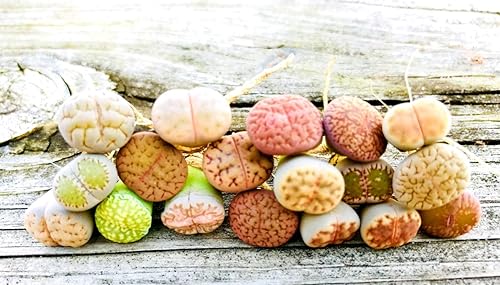 Paquete de 30 plántulas de lithops exóticas vivas de un año de edad, perfectas para Lithops Starter Gran adición de terrario, se envía a raíz