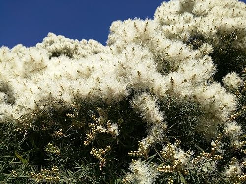 Miniatura 4 de US Organic Aceite esencial de árbol de té 100% puro, destilado al vapor, orgánico certificado por USDA, para cabello, piel, cuero cabelludo, pies,