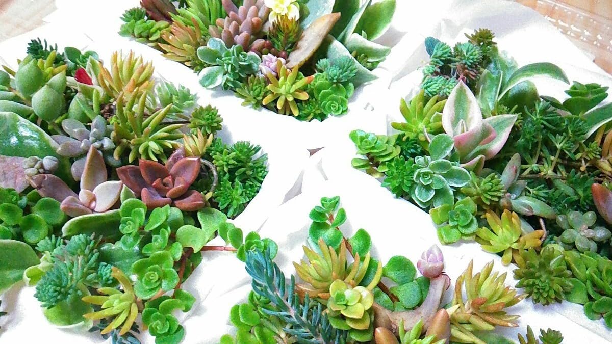 多肉植物 セダム カット苗 詰め合わせ