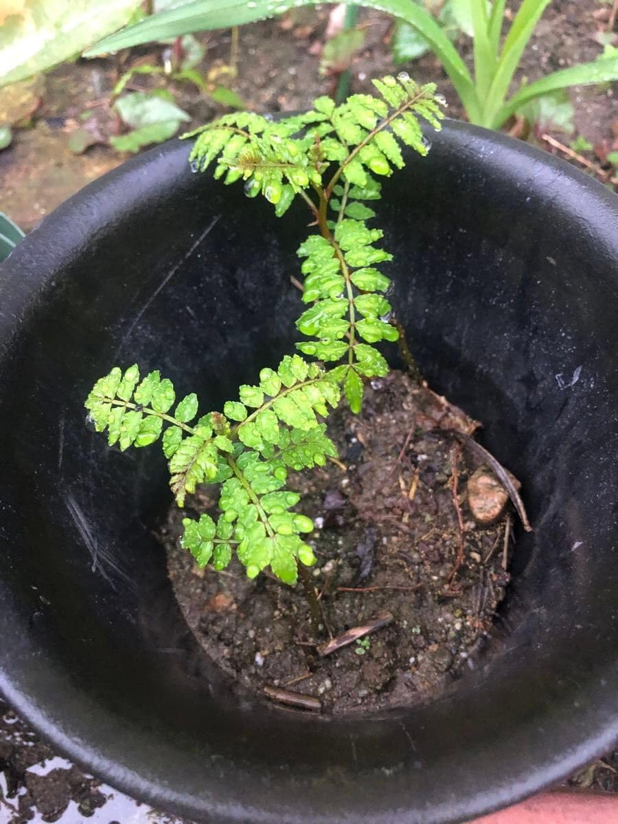 山椒の葉にキアゲハの幼虫がいました。 山椒の苗木 丈25cm位 1株 サンショウ 香味 アゲハ幼虫の餌用 アゲハ産卵用